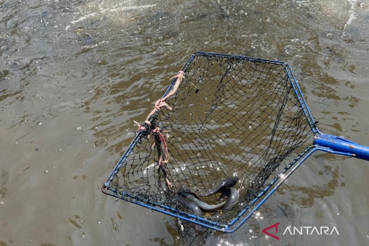 Diskanak Kuningan Siapkan 150 Desa untuk Program Budidaya Ikan Tematik KKP 2026, Targetkan Lumbung Protein