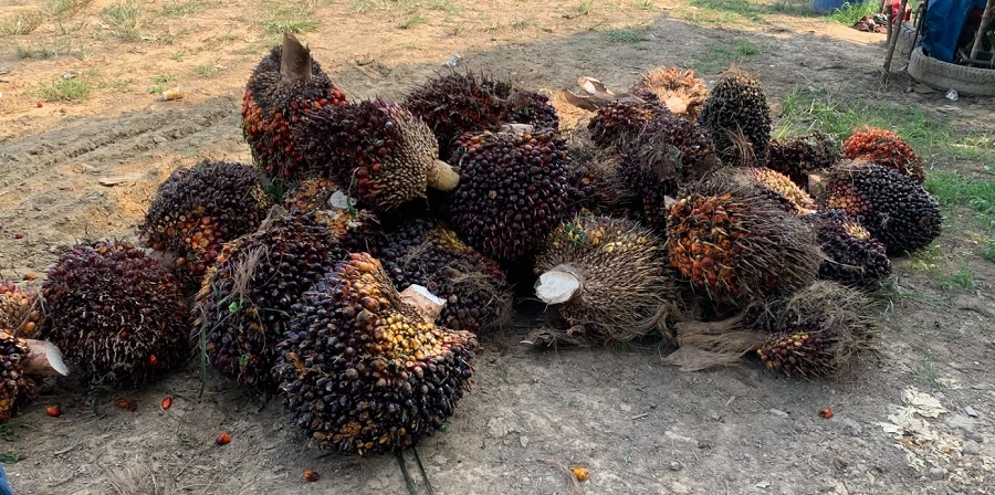 Harga TBS Sawit Sumatera Barat Naik ke Rp4.045,02 per Kg, Petani Terima Rezeki di Periode 1-7 Agustus 2026