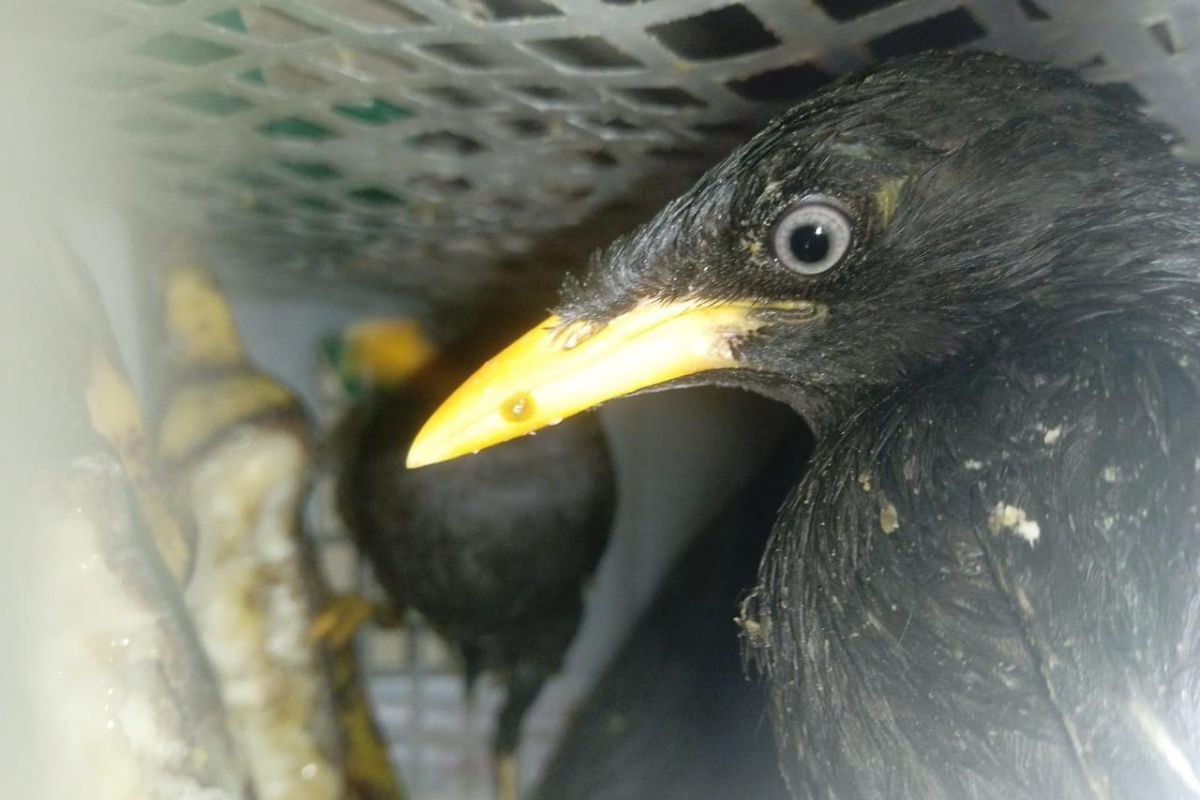 Karantina Lampung Gagalkan Pengiriman 172 Burung Ilegal dari Palembang ke Tangerang, 2 Kurir Diamankan di Bakauheni