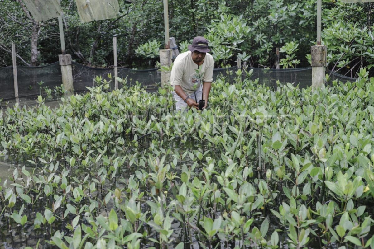 Menteri UMKM Dorong Pelaku Usaha Lokal di Bintan Masuk Rantai Pasok Hotel dan Restoran, Begini Strateginya
