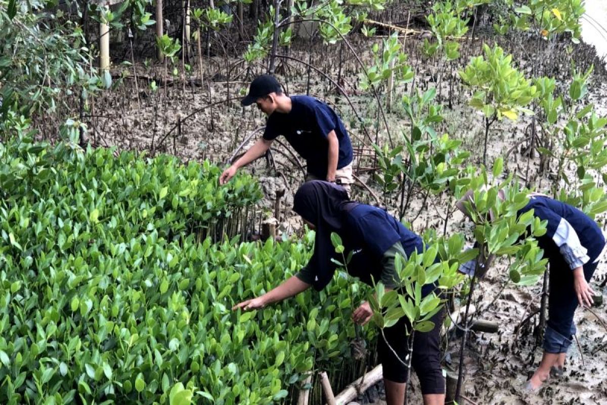 Bibit Mangrove di Desa Patikang Pandeglang Hasilkan 38.000 Pohon dan Tambahan Penghasilan Nelayan