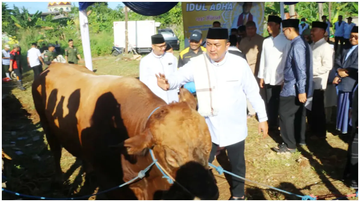 Sapi Kurban 1,2 Ton dari Presiden Prabowo Disembelih di Bogor, Pemkab Salurkan 108 Ekor ke Masjid dan Ponpes