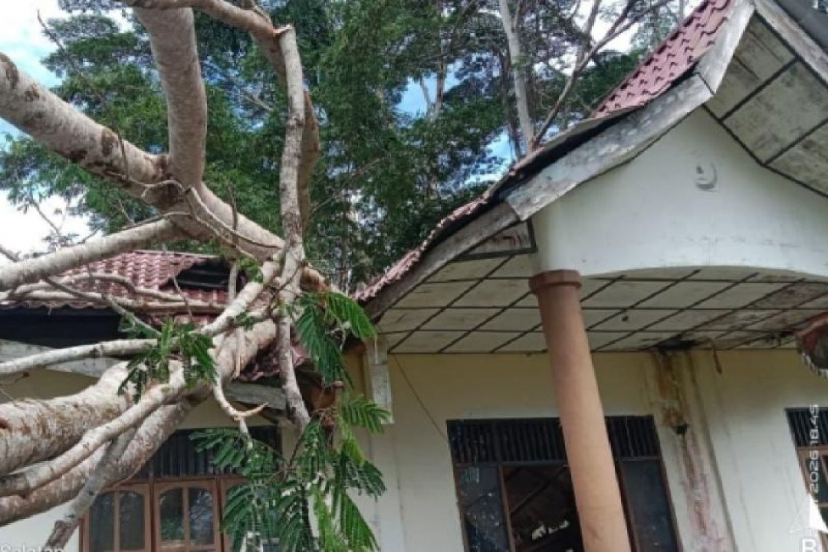 Pohon Tumbang Timpa Satu Kantor Pemerintah di Nias Selatan Akibat Angin Kencang, Tak Ada Korban Jiwa