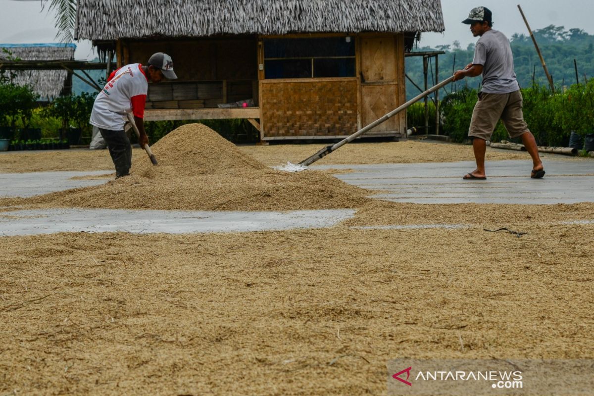 Serapan Gabah Bulog Lebak-Pandeglang Tembus 40.000 Ton, Lampaui Target 37.500 Ton hingga Juni 2026