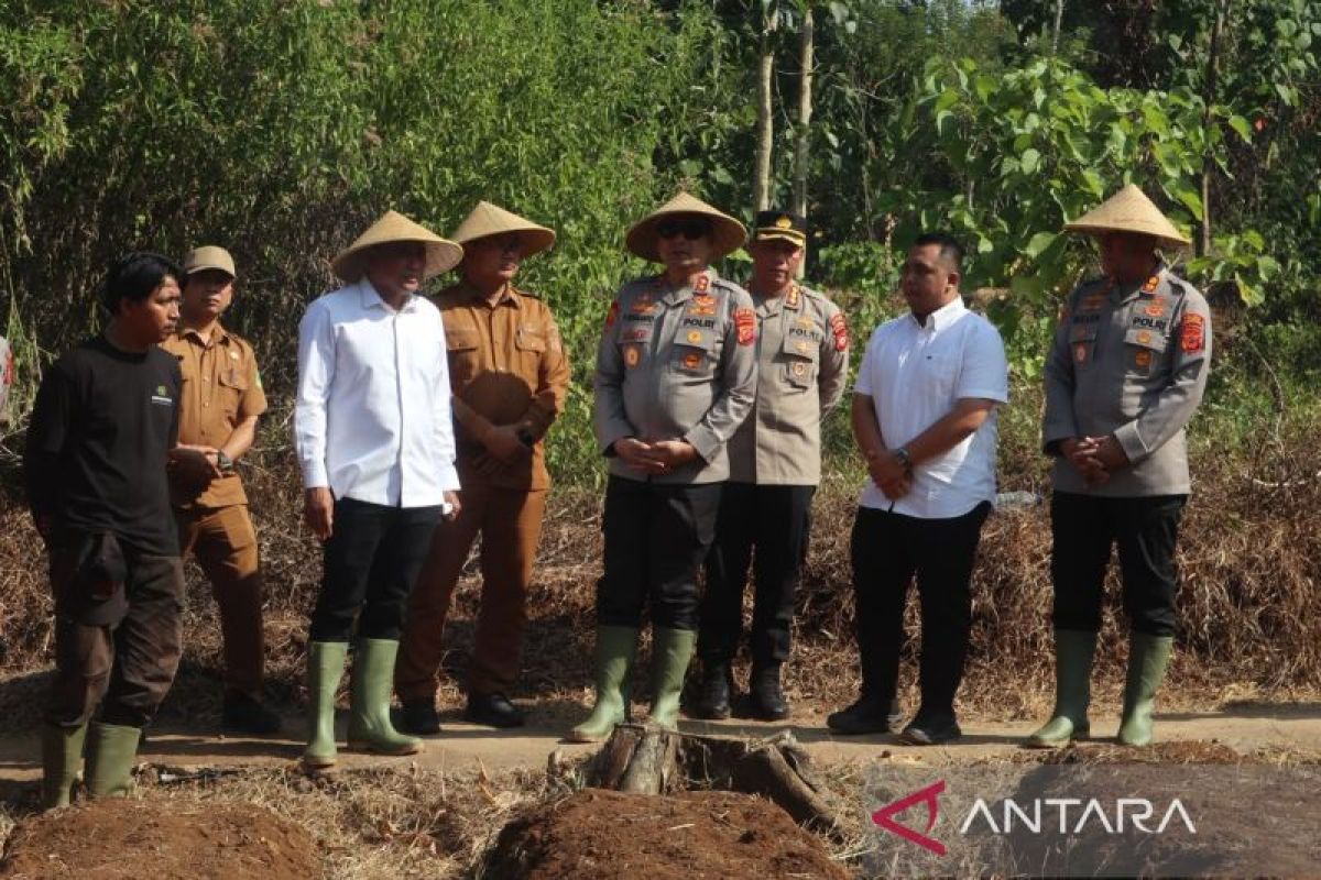 Diskatan Kuningan Uji Coba Budi Daya Bawang Putih di Demplot 0,2 Hektare, Target Awal 17 Hektare