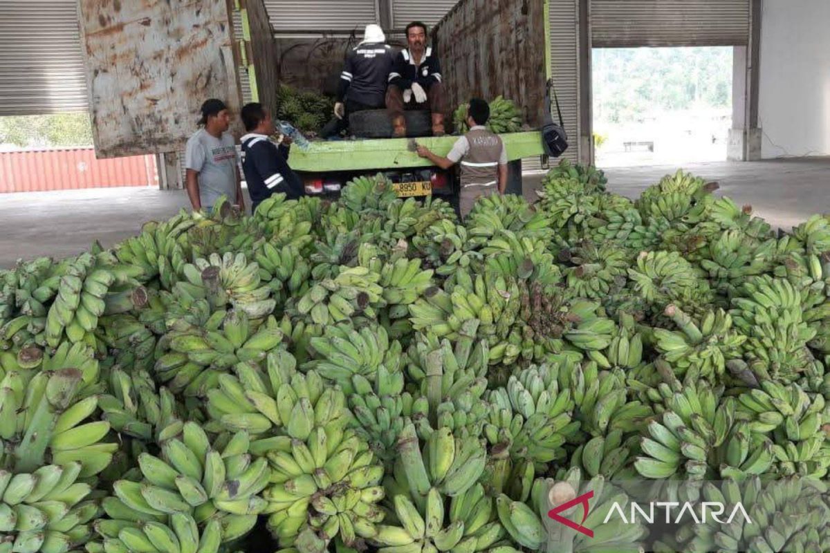 DPTPH Kaltim Catat Panen Pisang Kepok 3.085 Hektare, Kutai Timur Jadi Penyumbang Terbesar