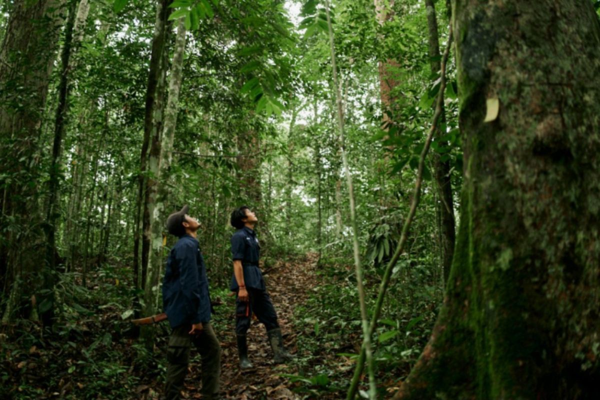 Kemenhut dan YKAN Jaga Habitat Orang Utan hingga Rangkong di Bentang Alam Wehea-Kelay Kaltim