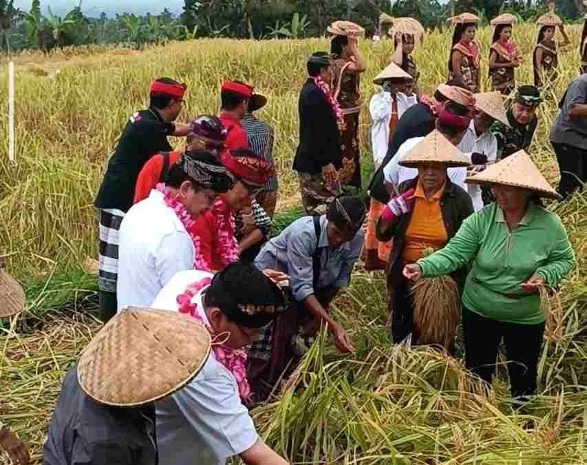 Jatiluwih Festival VII 2026 Resmi Dibuka, Tabanan Targetkan Kesejahteraan Petani Jadi Tolok Ukur Pariwisata Berkelanjutan