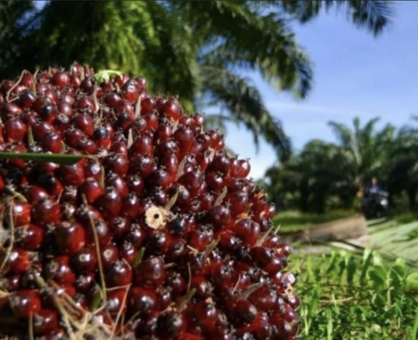 DPRD Kalteng Dorong Stabilitas Harga TBS Sawit agar Petani Swadaya Rasakan Manfaat Kenaikan