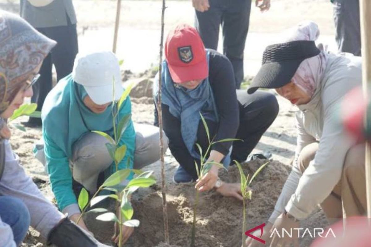 Pemkab Bangka Tengah Garap Mangrove Pantai Terentang Jadi Wisata Konservasi, Target Dampak Ekonomi untuk Warga