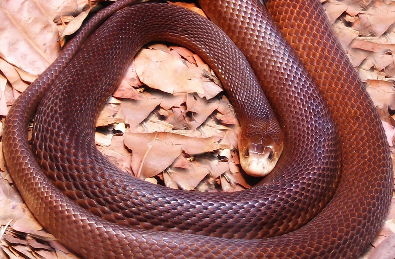 Taipan Papua, Ular Paling Mematikan Ketiga di Dunia, Tersebar di Pesisir Papua dan Australia