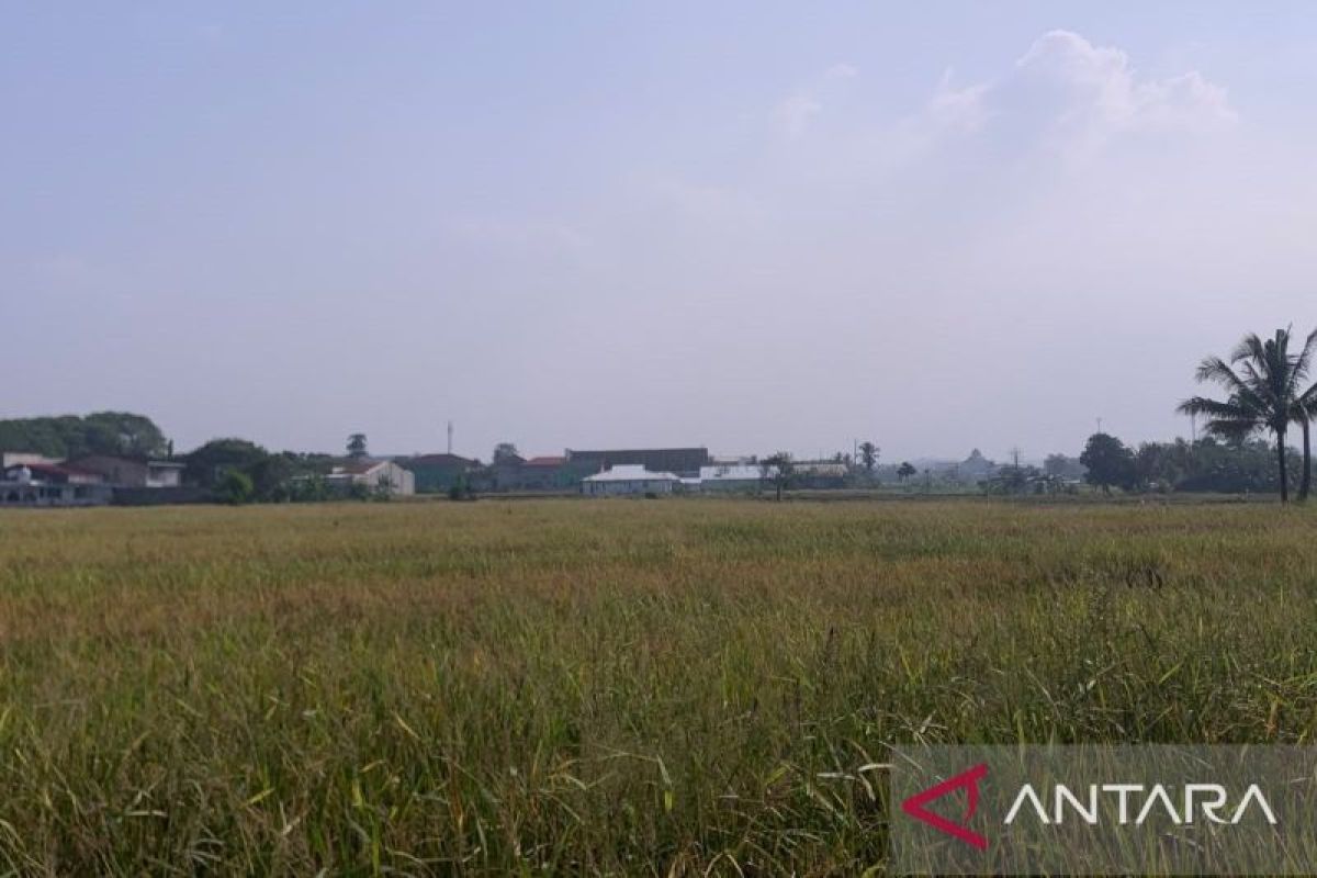 960 Hektare Sawah di Cianjur Terancam Kekeringan, DTPHP Pasang Pompa Irigasi di 13 Kecamatan