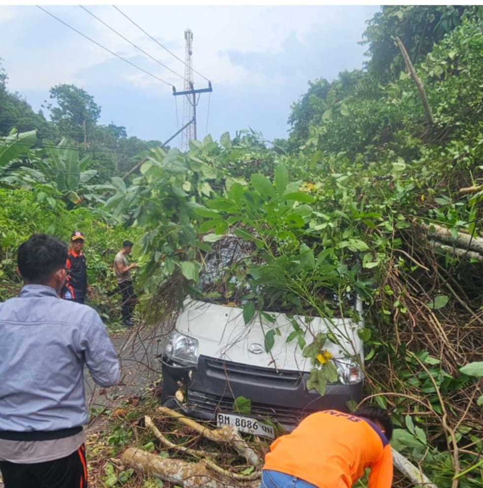 Pohon Tumbang Timpa Mobil Ekspedisi di Siantan, Jalur Tarempa–Tarempa Selatan Lumpuh 1,5 Jam – Dua Orang Selamat