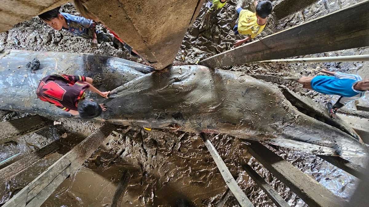 Paus Biru 13 Meter Terdampar di Bawah Rumah Panggung Warga Sungsang, Sempat Hantam Tiang Penyangga