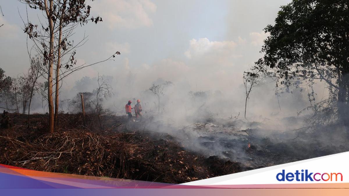 3 Kecamatan di Kalbar Siaga Darurat Karhutla, BPBD Sisir Lahan Gambut Cegah Api Meluas