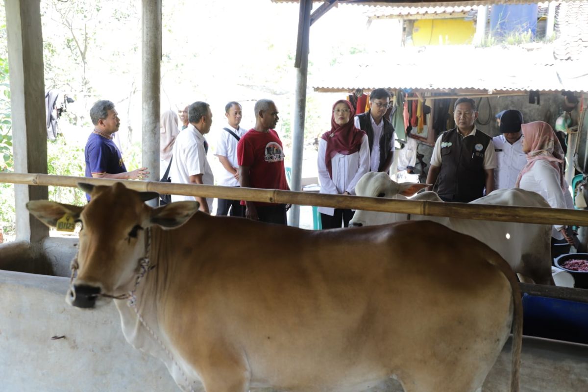 Pemprov Jabar Salurkan 24 Ekor Bibit Sapi Pasundan dan PO ke Peternak Pangandaran, Sumedang, dan Ciamis