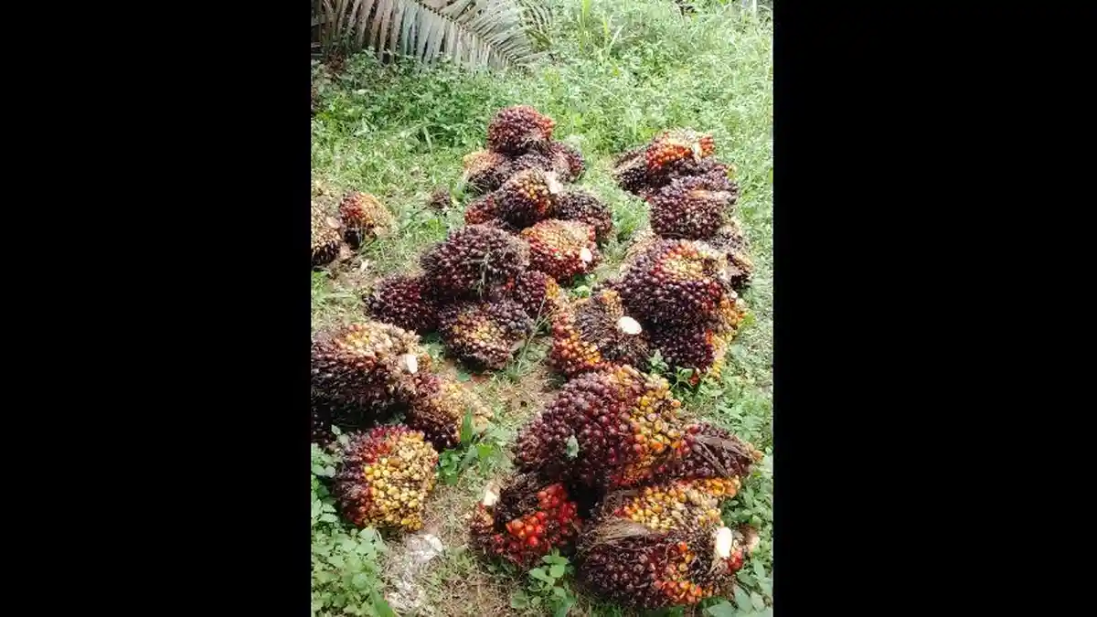 Harga Sawit di Jambi Anjlok Rp515 per Kg, Petani Batanghari Hanya Terima Rp2.200, Jauh dari Harga Pabrik Rp3.303