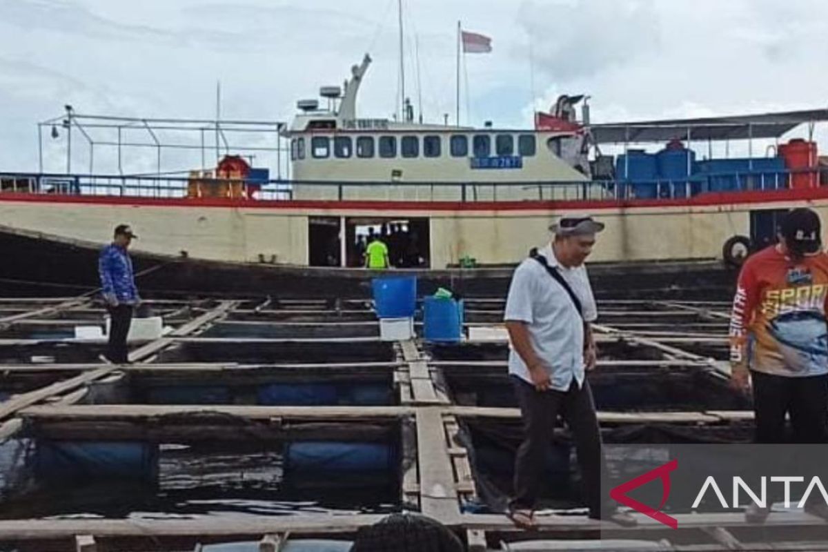 Ekspor Kerapu Hidup Belitung Anjlok ke 5,7 Ton pada 2025, Pemkab Jajaki Pasar Baru ke Negara Arab dan Eropa