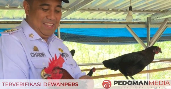 Bupati Maros Tinjau Langsung Peternakan Ayam Alope Unhas 1, Targetkan 1.500 Indukan untuk Suplai Bibit Mandiri