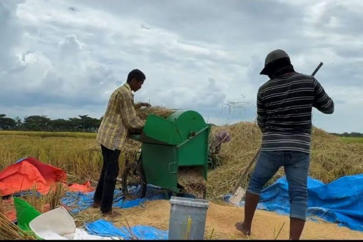 Harga Gabah Petani di Aceh Tembus Rp8.100 per Kilogram, Bulog Pastikan di Atas HPP