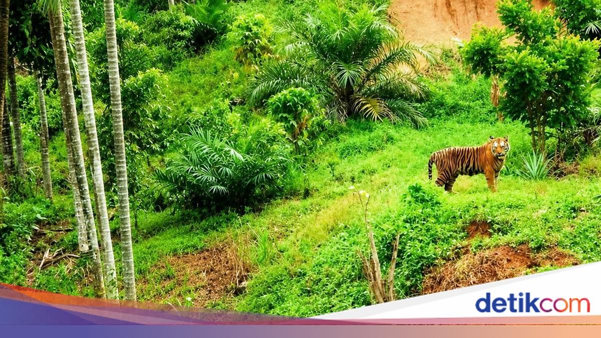 Harimau Sumatera Muncul di Pemukiman Dusun Alur Merbo Aceh Timur, Warga Diminta Tak Beraktivitas Sendirian saat Malam