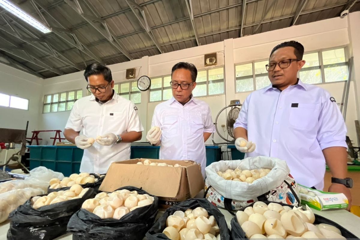 BPK Pontianak Musnahkan 1.190 Telur Penyu Hasil Temuan di Kalimantan Barat, 96 Butir Lainnya Ditetaskan