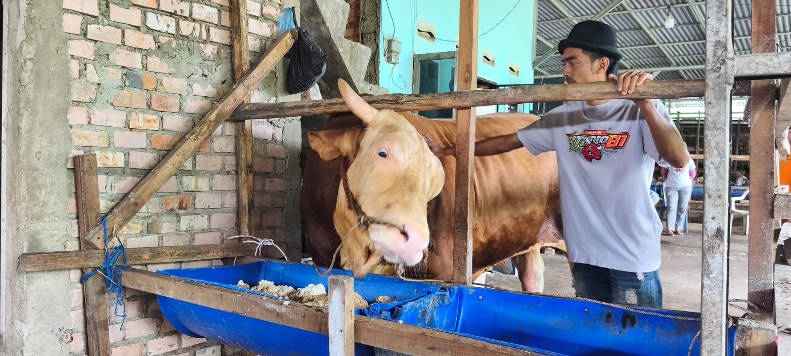 18 Sapi Kurban Jumbo Berbobot Lebih 1 Ton dari Presiden Prabowo untuk Sumsel, Fokus ke Kawasan Padat Penduduk