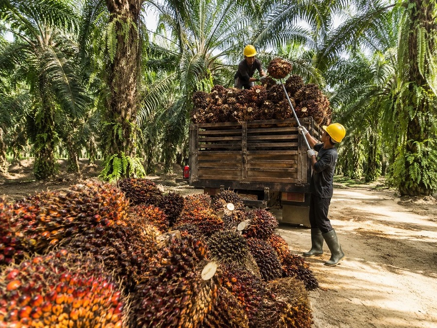 Harga TBS Sawit Jambi Turun Lagi Jadi Rp 3.860,52 Per Kilogram, Petani Kembali Lesu pada Periode 15-21 Mei 2026