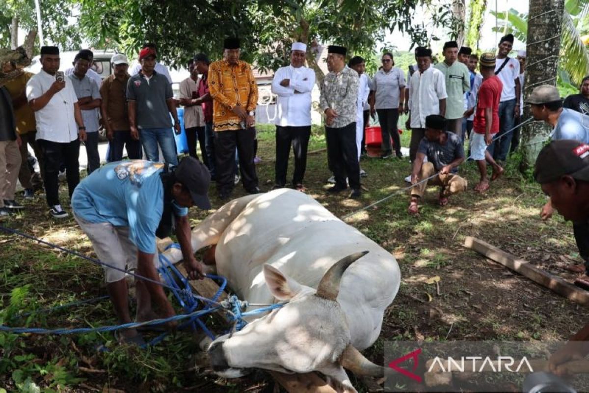 Wagub Maluku Sebut Penyembelihan Hewan Kurban di Ambon Perkuat Tradisi Lokal dan Gotong Royong