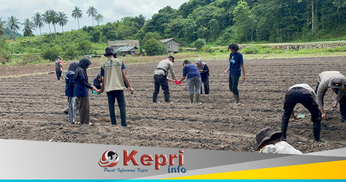 Polsek Jemaja dan Mahasiswa KKN UGM Tanam Jagung di Lahan 5.000 Meter Persegi, Dukung Ketahanan Pangan Anambas
