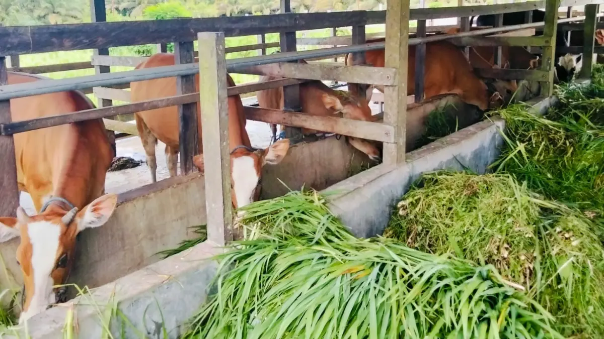 UPTD Labanan Kembangkan BioGrass Agrinak, Rumput Pakan Ternak Unggul Tahan Kekeringan untuk Peternak Berau