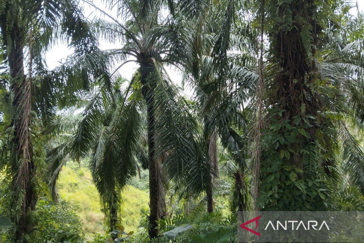Pemkab Bengkulu Tengah Usulkan Replanting Sawit 212 Hektare ke BPDP untuk 2026, Baru 42 Persen dari Kuota