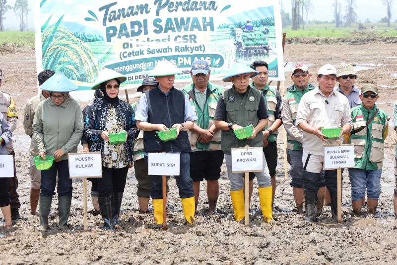 Pemkab Sigi Realisasikan 350 Hektare Cetak Sawah Baru di Lindu, Penanaman Perdana Dimulai di Desa Olu
