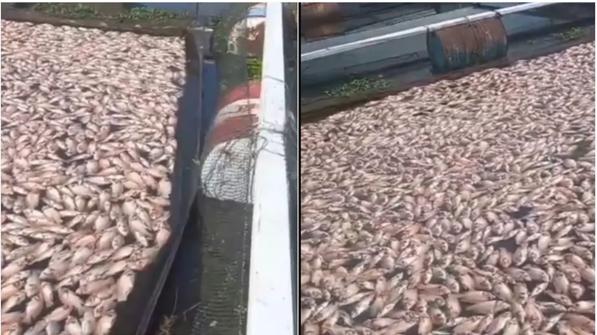 Waduk Cengklik Boyolali Darurat Kematian Ikan Massal, 12 Ton Lebih Ikan Karamba Mati dalam Hitungan Jam