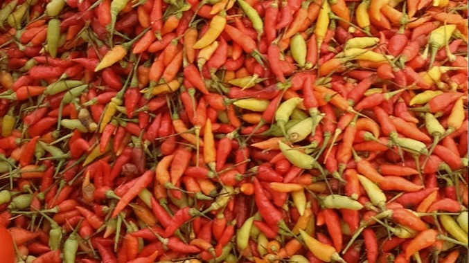 Harga Cabai di Ambon Tembus Rp 100 Ribu Per Kilogram, Disperindag Sebut Faktor Musim dan Biaya Distribusi