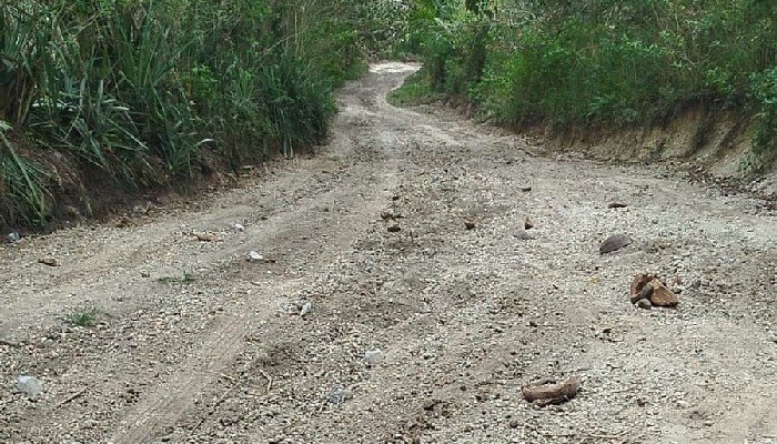 Warga Kampung Bora Blupur di Sikka Angkat Bicara, Jalan Rusak Parah Bikin Ibu Hamil dan Pasien Harus Digotong 5 Kilometer