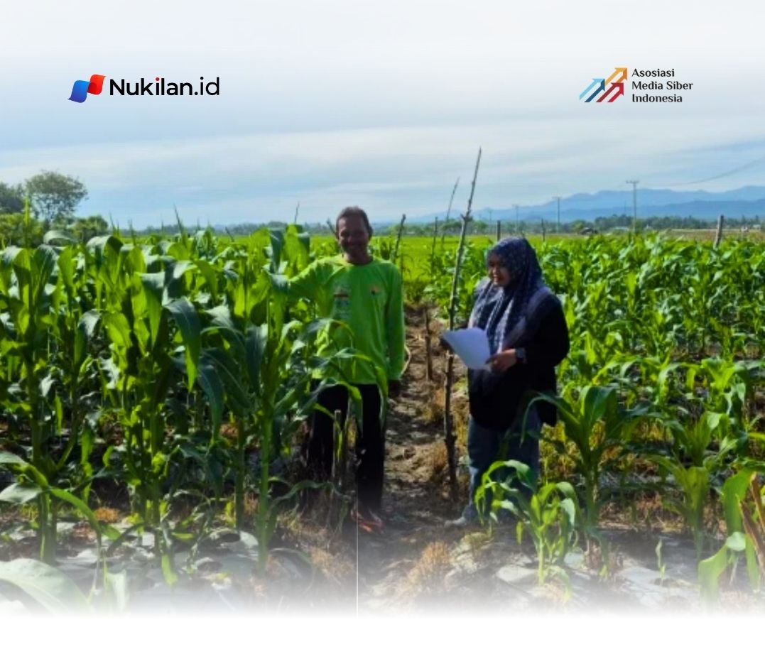 Riset UTU Rancang Model Hilirisasi Jagung di Aceh Jaya untuk Putus Rantai Tengkulak dan Dukung Program MBG