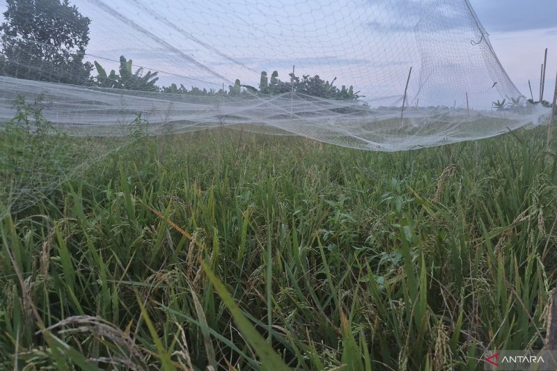 Kemarau Panjang di Kota Jambi, Petani Sawah Tadah Hujan Tunda Masa Tanam hingga 96 Hektare Menunggu Hujan