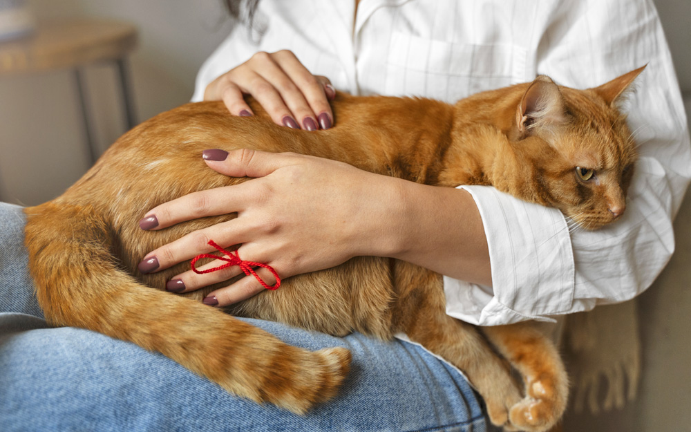 Cegah Zoonosis, Pemkab Anambas Gratiskan Pemeriksaan Kesehatan Kucing dan Anjing Milik Warga