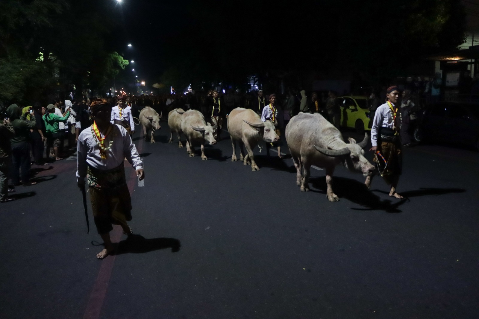Kirab Malam 1 Suro 2026 Keraton Solo: Kebo Bule Keturunan Kyai Slamet Jadi Pemandu, Ini Jadwal dan Rutenya
