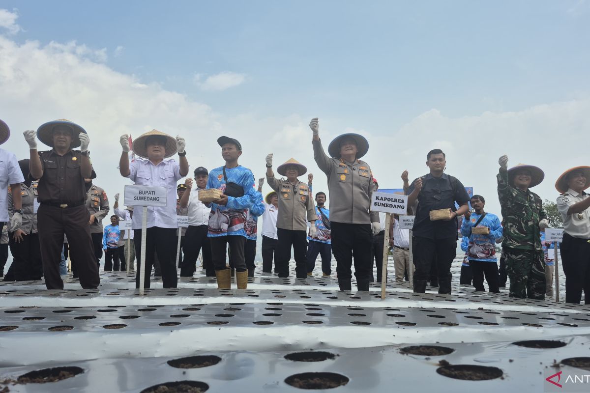 Sumedang Targetkan Perluasan Lahan Bawang Putih hingga 5 Hektare, 50 Persen Hasil Panen Perdana Disiapkan Jadi Bibit