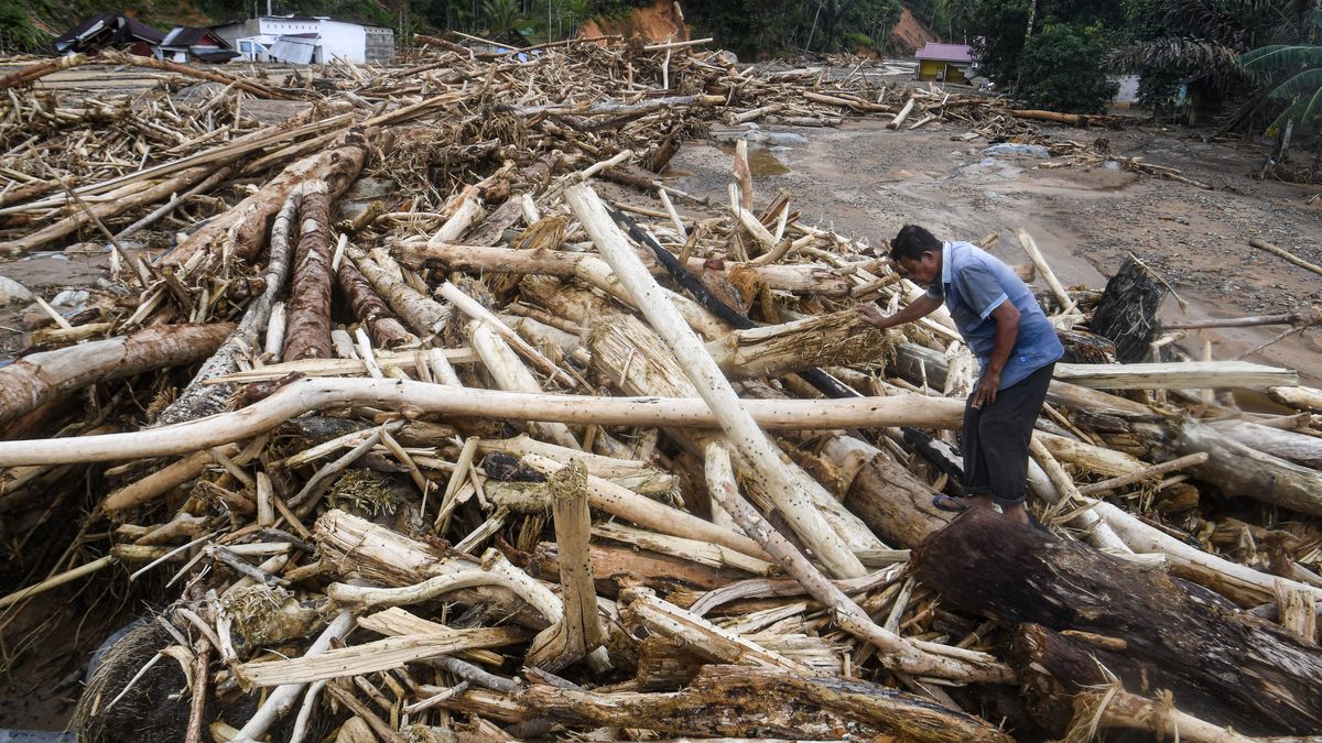 Balai Gakkum Temukan 238 Batang Kayu Ilegal yang Ditimbun Tanah di Pabrik Humbang Hasundutan