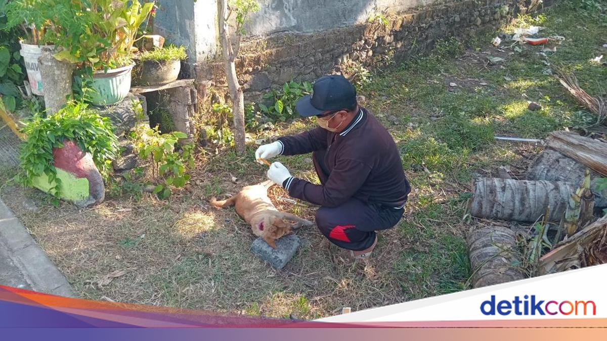 Anjing Rabies Serang Hajatan di Jembrana, Dua Balita Jadi Korban Gigitan