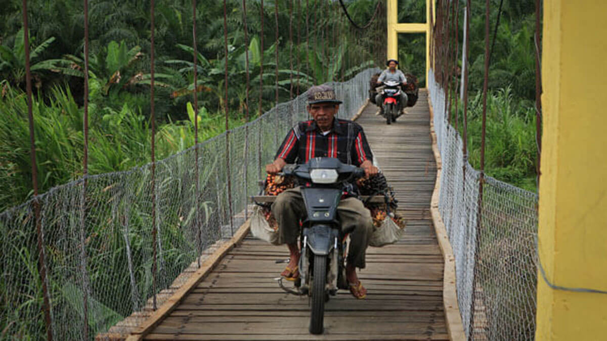 Harga TBS Sawit Jambi Periode 12-18 Juni 2026 Naik Rp265,9 per Kg, Petani Sawit Umur 10-20 Tahun Terima Rp3.706,67