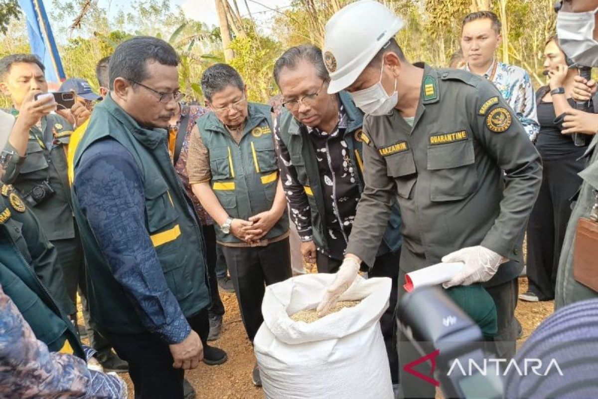 Kementerian UMKM Siap Pasarkan Lada Putih Muntok ke 1.200 Restoran di 63 Negara, 1.300 Petani Babel Masuk Holding