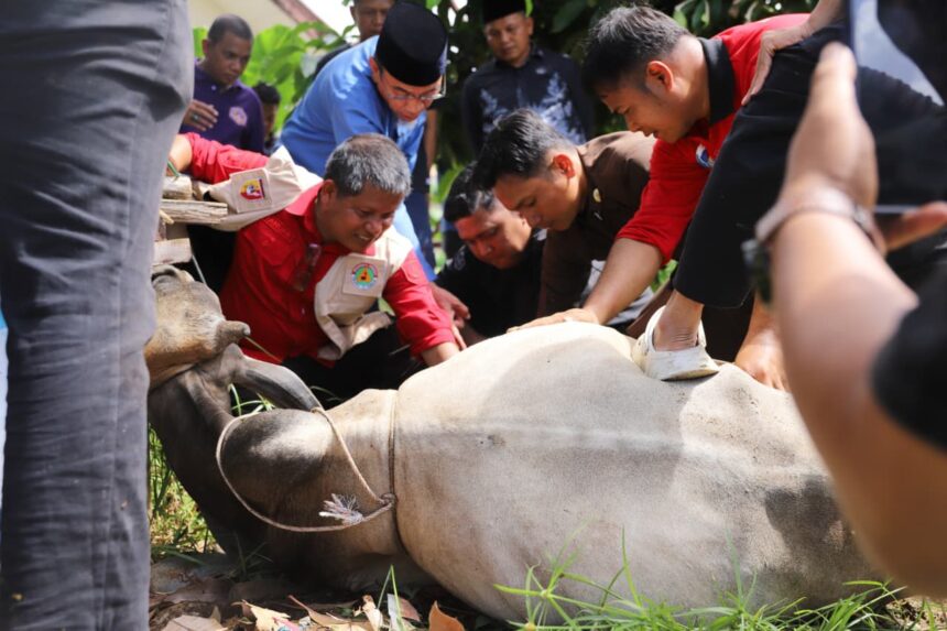 Kwarda 03 Pramuka Sumbar Salurkan Daging Kurban Sapi PO ke Korban Bencana Hidrometeorologi dan Ojek Online di Padang