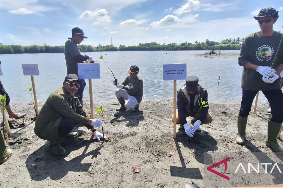 Pemerintah Aceh Gandeng Medco dan BPMA Tanam 1.000 Mangrove di Pesisir Banda Aceh, 300 Peserta Terlibat