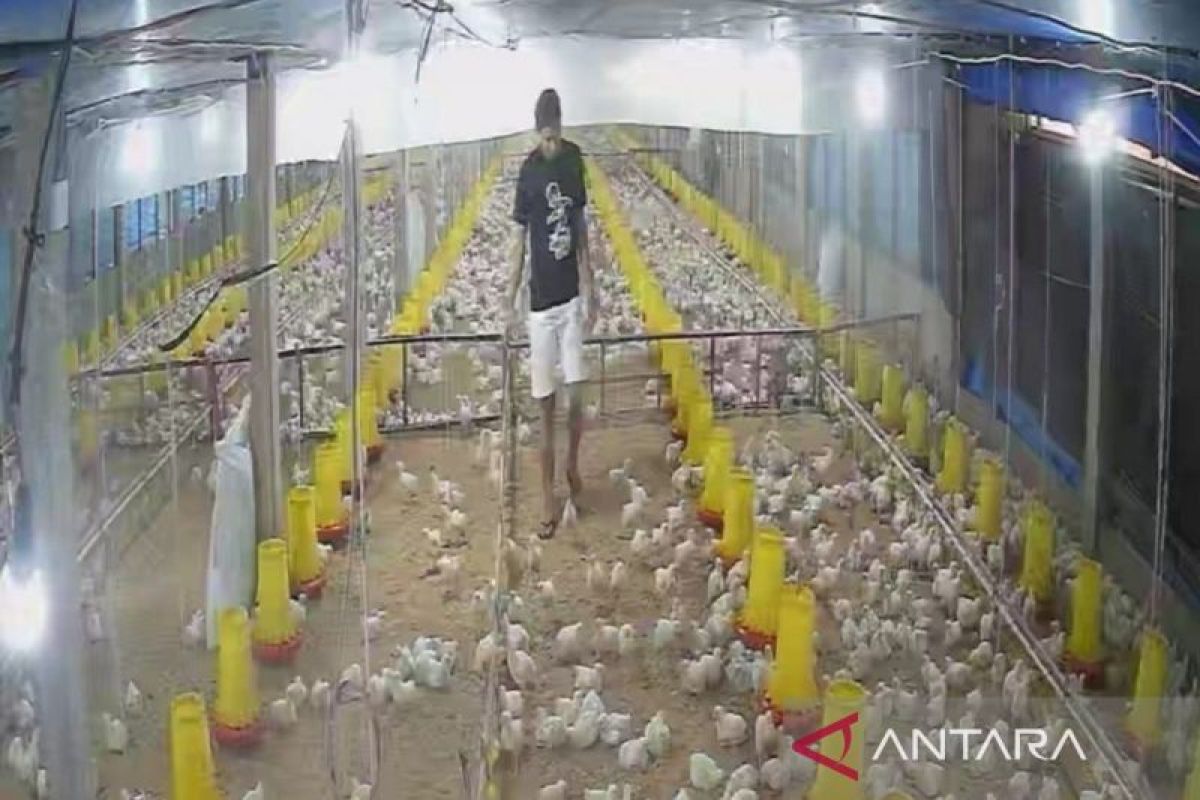 Program Makan Bergizi Gratis di Jambi Dongkrak Permintaan Ayam Broiler, Peternak Tingkatkan Siklus Produksi
