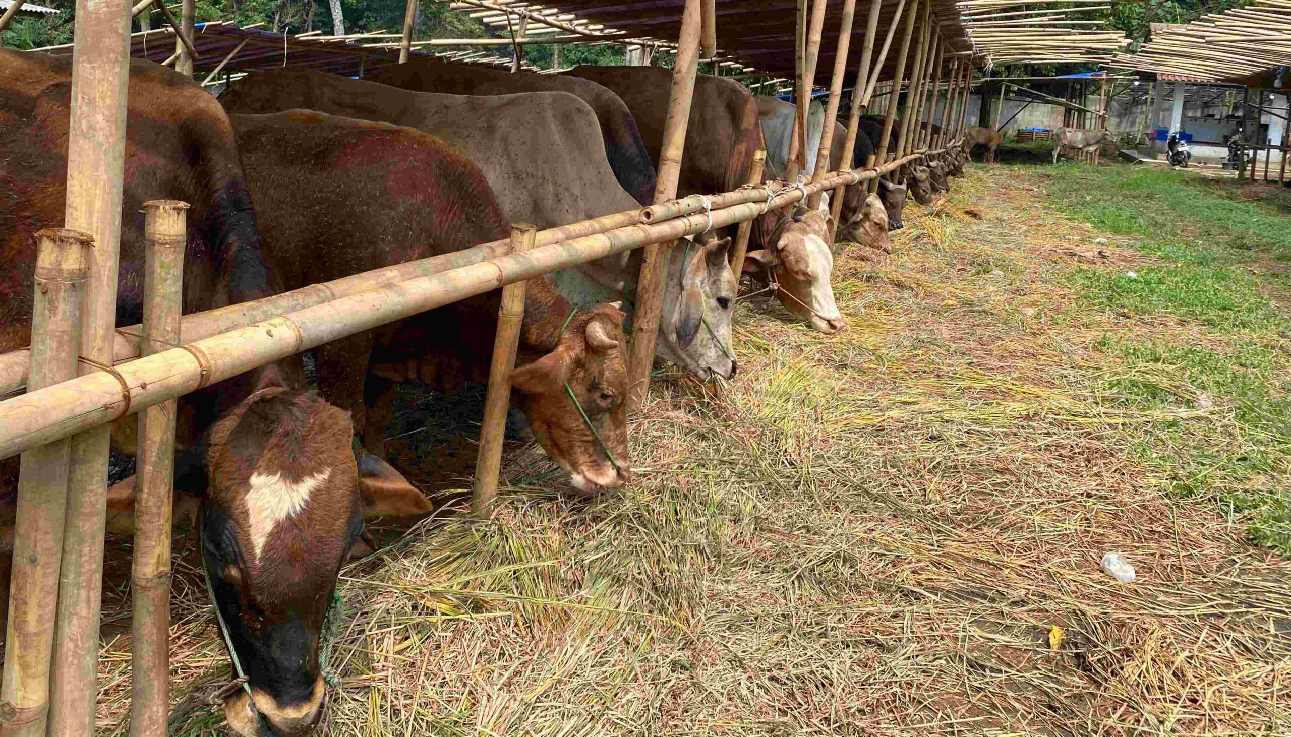 Jelang Iduladha 1447 H, Pedagang Sapi di Pandeglang Siapkan 350 Ekor, Harga Naik tapi Stok Dipastikan Sehat