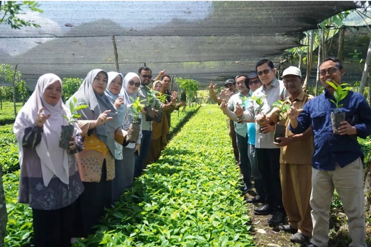4 Juta Bibit Kopi Arabika 3 Siap Didistribusikan ke Petani Aceh Tengah, Masuk Tahap Sertifikasi Akhir